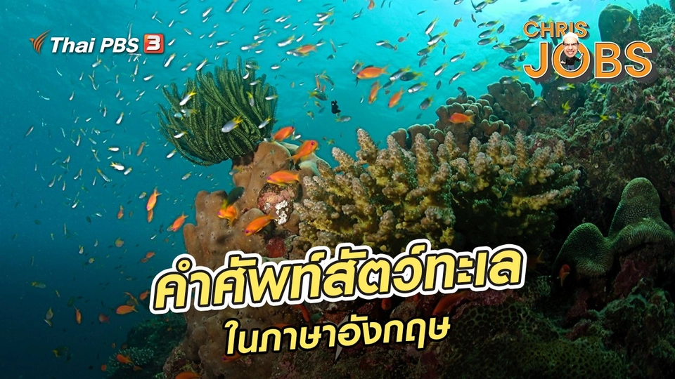 ​สาระน่ารู้จาก Chris Jobs : คำศัพท์เกี่ยวกับสัตว์ทะเลในภาษาอังกฤษ