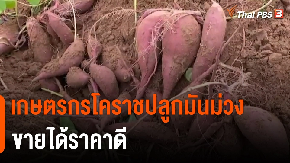 กินอยู่รู้รอบ : เกษตรกรโคราชปลูกมันม่วงขายได้ราคาดี
