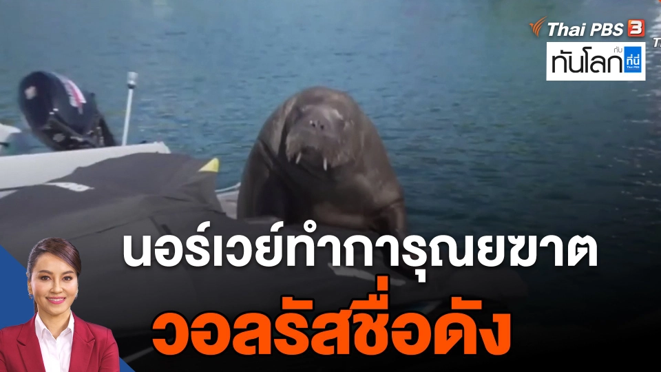 ​นอร์เวย์ทำการุณยฆาตวอลรัสชื่อดัง