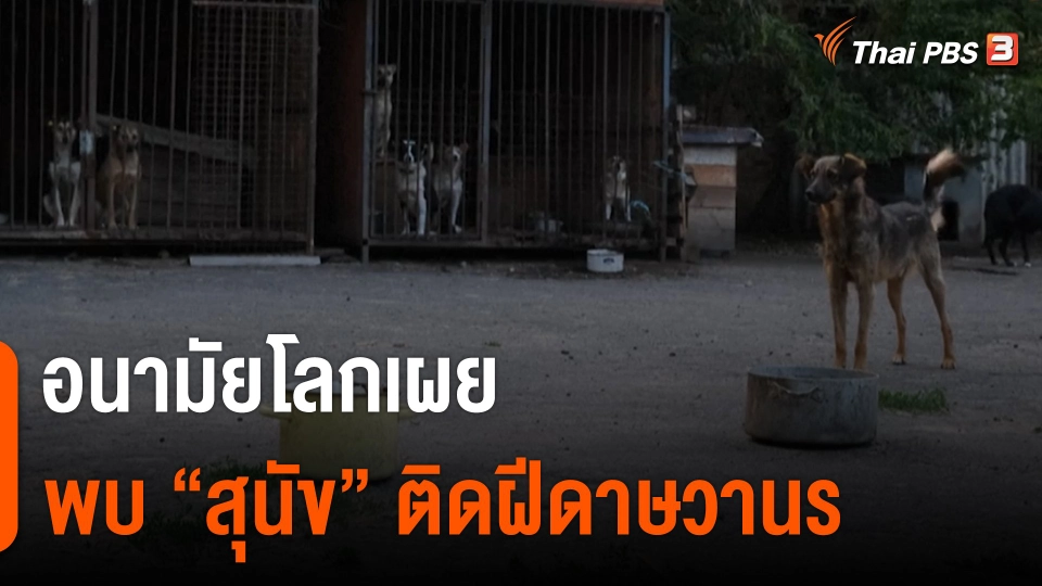 อนามัยโลกเผยพบ "สุนัข" ติดฝีดาษวานร