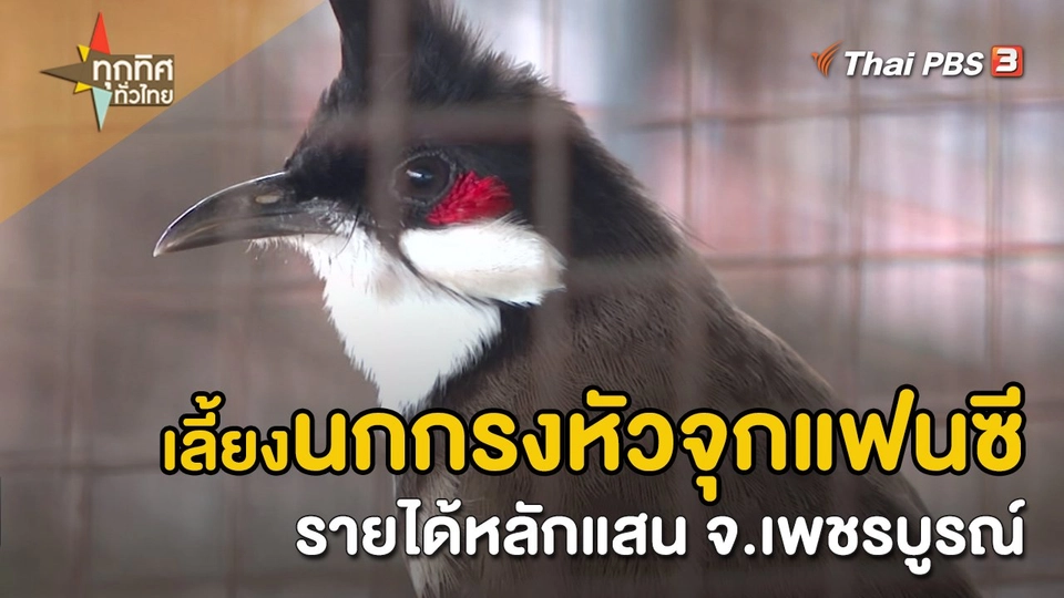​อาชีพทั่วไทย : เลี้ยงนกกรงหัวจุกแฟนซีรายได้หลักแสน จ.เพชรบูรณ์
