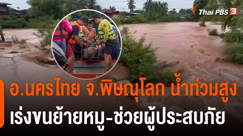 อ.นครไทย จ.พิษณุโลก น้ำท่วมสูง เร่งขนย้ายหมู-ช่วยผู้ประสบภัย