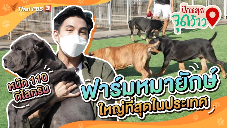 ปักหมุดจุดว้าว : ฟาร์มสุนัขพันธุ์ยักษ์ที่ใหญ่ที่สุดในประเทศไทย