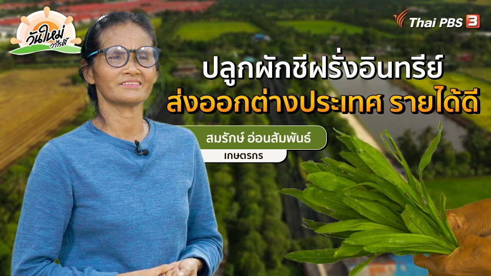 พอดีพอเพียง : ปลูกผักชีฝรั่งอินทรีย์ ส่งออกต่างประเทศ รายได้ดี