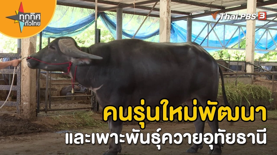 ​อาชีพทั่วไทย : คนรุ่นใหม่พัฒนาและเพาะพันธุ์ควายอุทัยธานี จ.อุทัยธานี