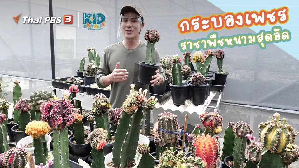 คิดส์เรียนรู้ : “ต้นกระบองเพชร” ราชาพืชหนามสุดอึด