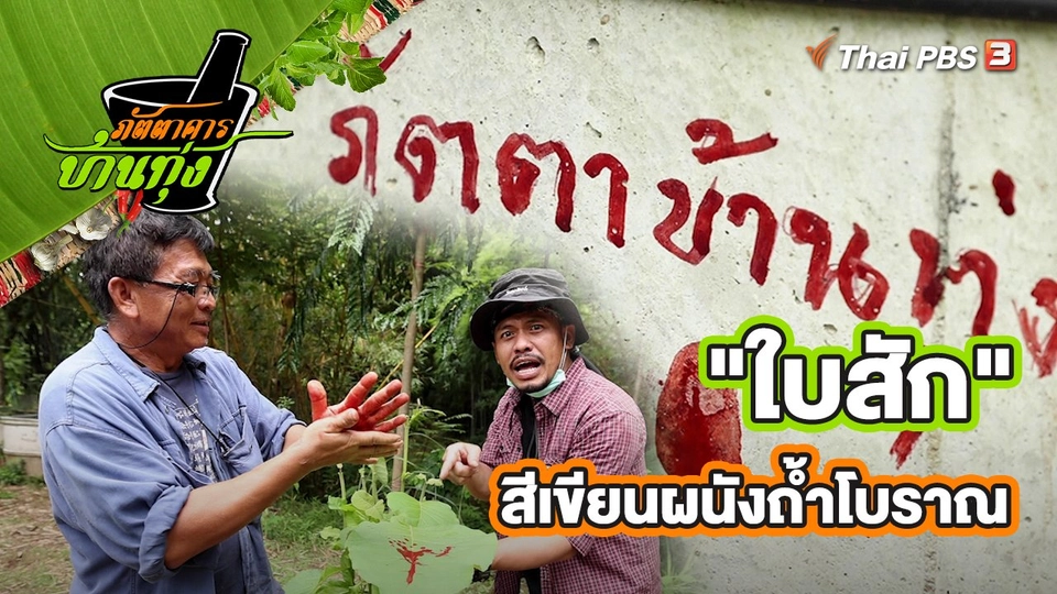 คลิปบ้านทุ่ง : "ใบสัก" สีเขียนผนังถ้ำโบราณ