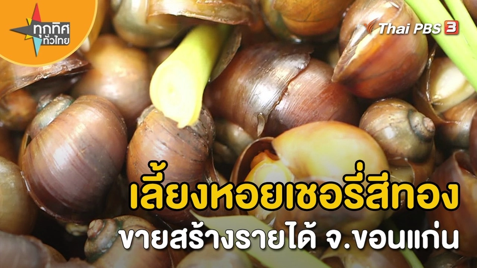 ​อาชีพทั่วไทย : เลี้ยงหอยเชอรี่สีทองขายสร้างรายได้ จ.ขอนแก่น
