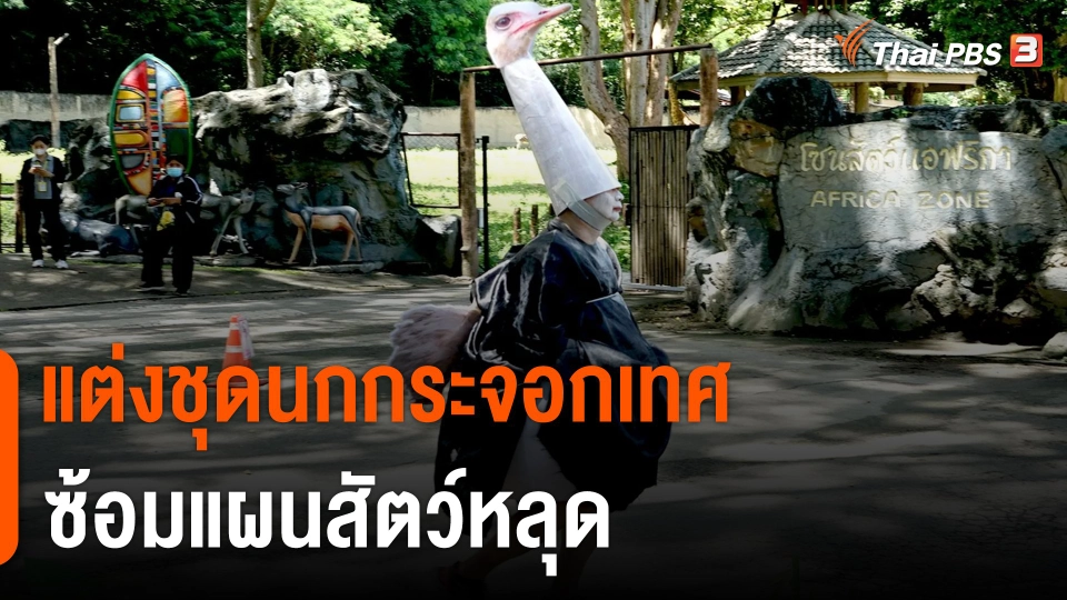 ไวรัลน่ารัก สวนสัตว์เชียงใหม่ แต่งชุดนกกระจอกเทศ ซ้อมแผนสัตว์หลุด