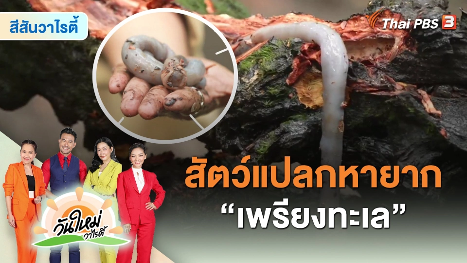 ​สีสันวาไรตี้ : สัตว์แปลกหายาก "เพรียงทะเล"