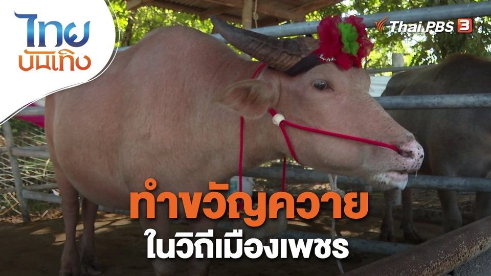 ​เรื่องนี้มีตำนาน : ทำขวัญควายในวิถีเมืองเพชร