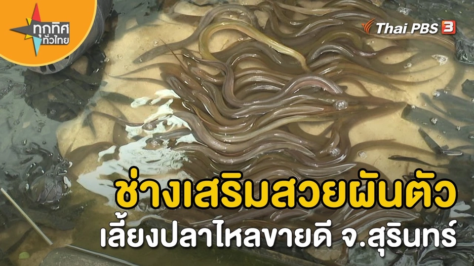 อาชีพทั่วไทย : ช่างเสริมสวยผันตัวเลี้ยงปลาไหลขายดี จ.สุรินทร์