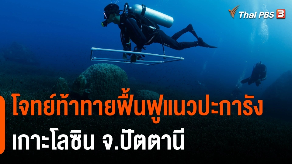 โจทย์ท้าทายฟื้นฟูแนวปะการัง เกาะโลซิน จ.ปัตตานี