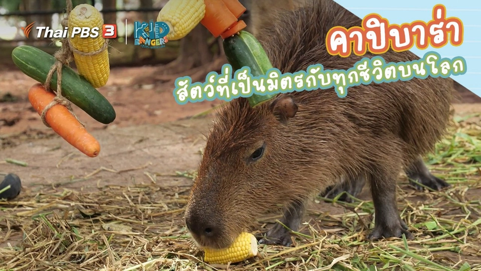 คิดส์เรียนรู้ : “คาปิบาร่า” สัตว์ที่เป็นมิตรกับทุกชีวิตบนโลก