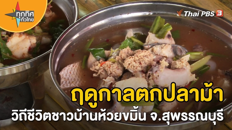 วิถีทั่วไทย : ฤดูกาลตกปลาม้า วิถีชีวิตชาวบ้านห้วยขมิ้น จ.สุพรรณบุรี