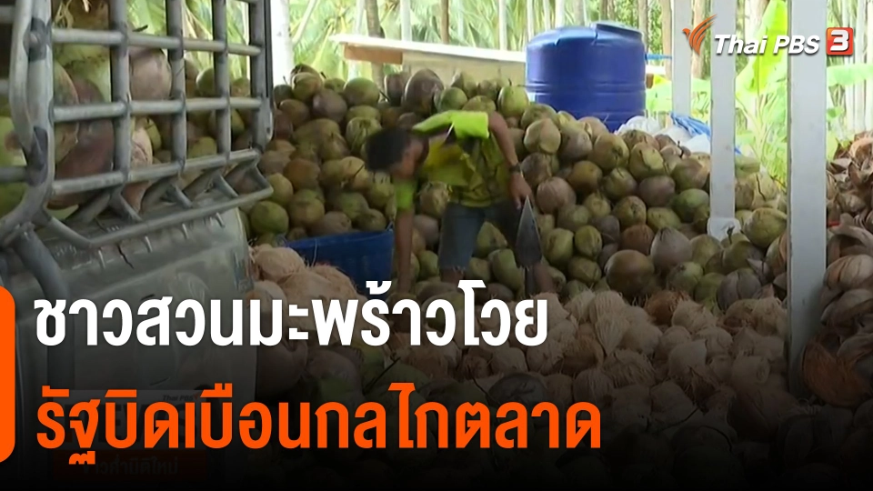 ชาวสวนมะพร้าวโวยรัฐบิดเบือนกลไกตลาด