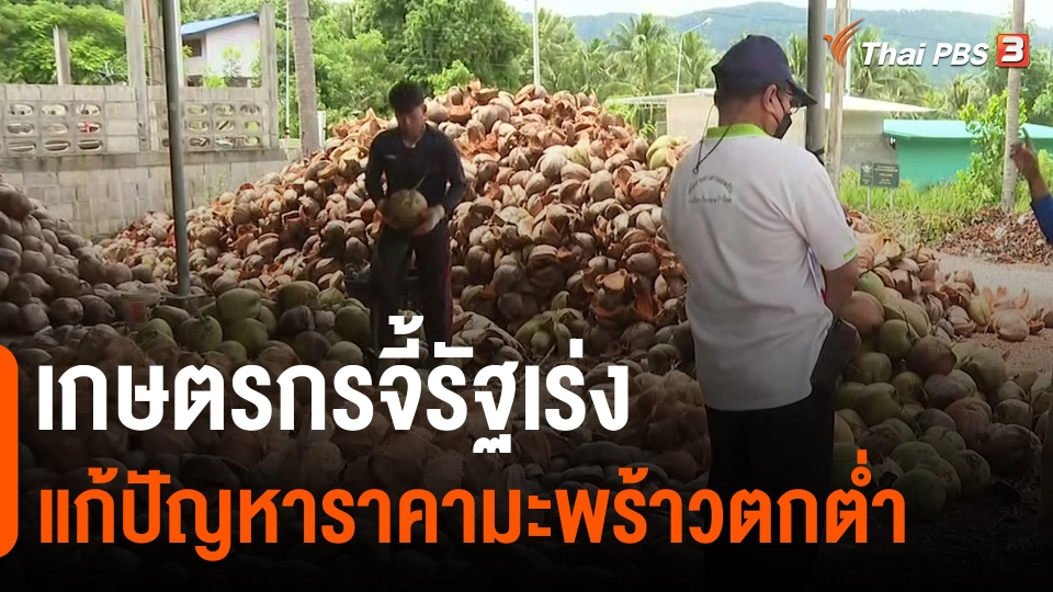 ​กินอยู่รู้รอบ : เกษตรกรจี้รัฐเร่งแก้ปัญหาราคามะพร้าวตกต่ำ