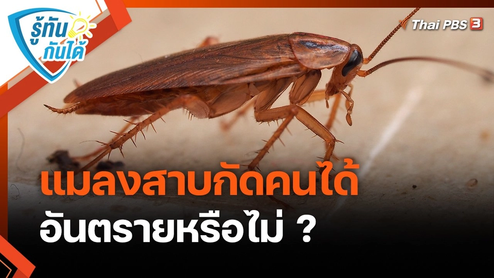 ​รู้ทันกันได้ : แมลงสาบกัดคนได้ อันตรายหรือไม่ ?