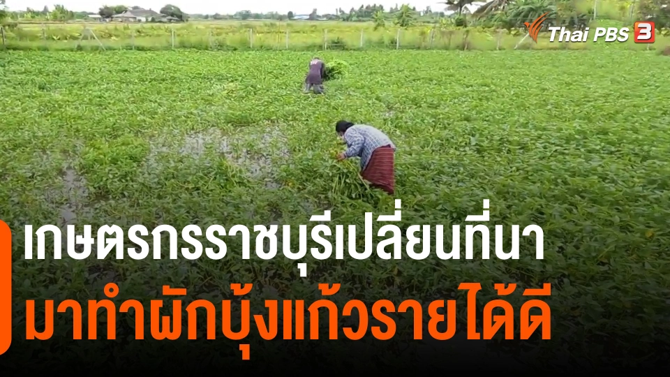 กินอยู่รู้รอบ : ​เกษตรกรราชบุรีเปลี่ยนที่นามาทำผักบุ้งแก้วรายได้ดี