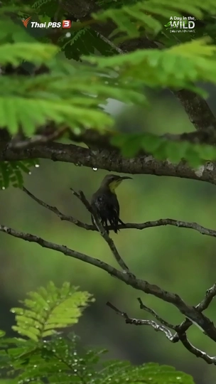 ตอนฝนตก นกจะอยู่กันอย่างไร
