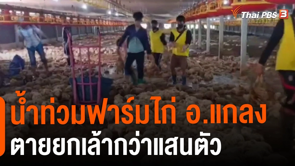 ​น้ำท่วมฟาร์มไก่ อ.แกลง ตายยกเล้ากว่าแสนตัว