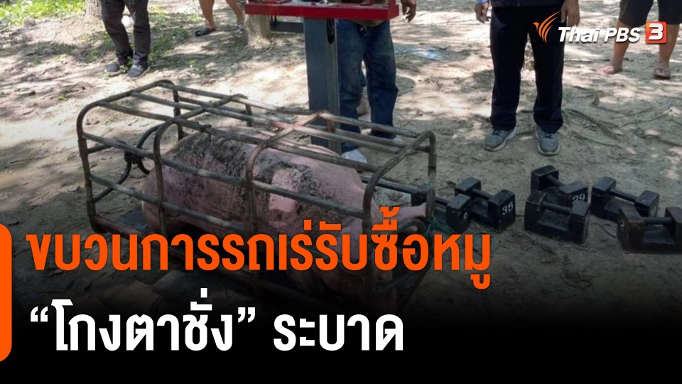 กินอยู่รู้รอบ : ขบวนการรถเร่รับซื้อหมู "โกงตาชั่ง" ระบาด
