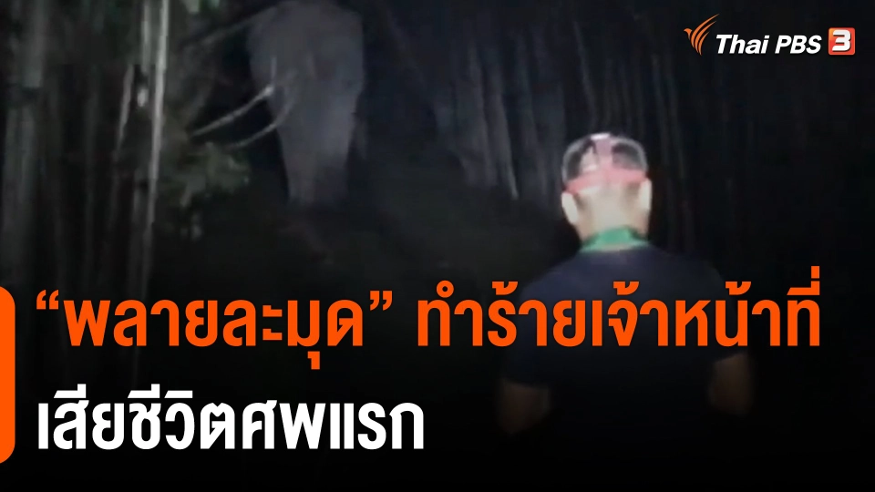 "พลายละมุด" ทำร้ายเจ้าหน้าที่เสียชีวิตศพแรก