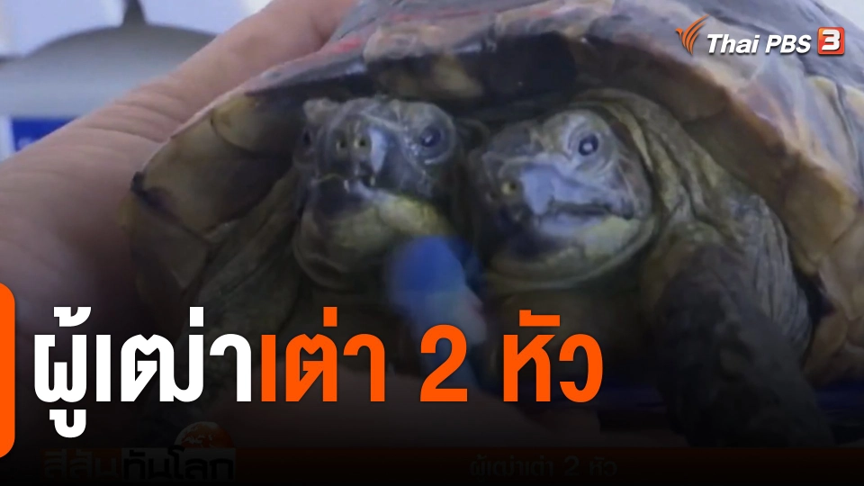 ผู้เฒ่าเต่า 2 หัว