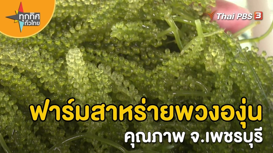 ​อาชีพทั่วไทย : ฟาร์มสาหร่ายพวงองุ่นคุณภาพ จ.เพชรบุรี