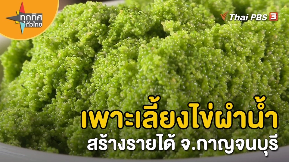 ​อาชีพทั่วไทย : เพาะเลี้ยงไข่ผำน้ำสร้างรายได้ จ.กาญจนบุรี