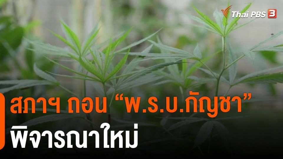 สภาฯ ถอน “พ.ร.บ.กัญชา” พิจารณาใหม่
