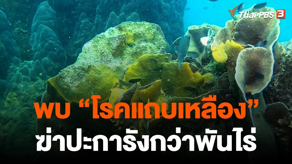 ​โรคแถบเหลืองฆ่าปะการังหมู่เกาะแสมสารกว่าพันไร่