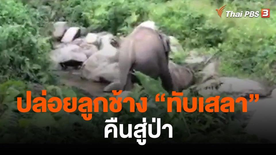 ​ปล่อยลูกช้าง "ทับเสลา" คืนสู่ป่า