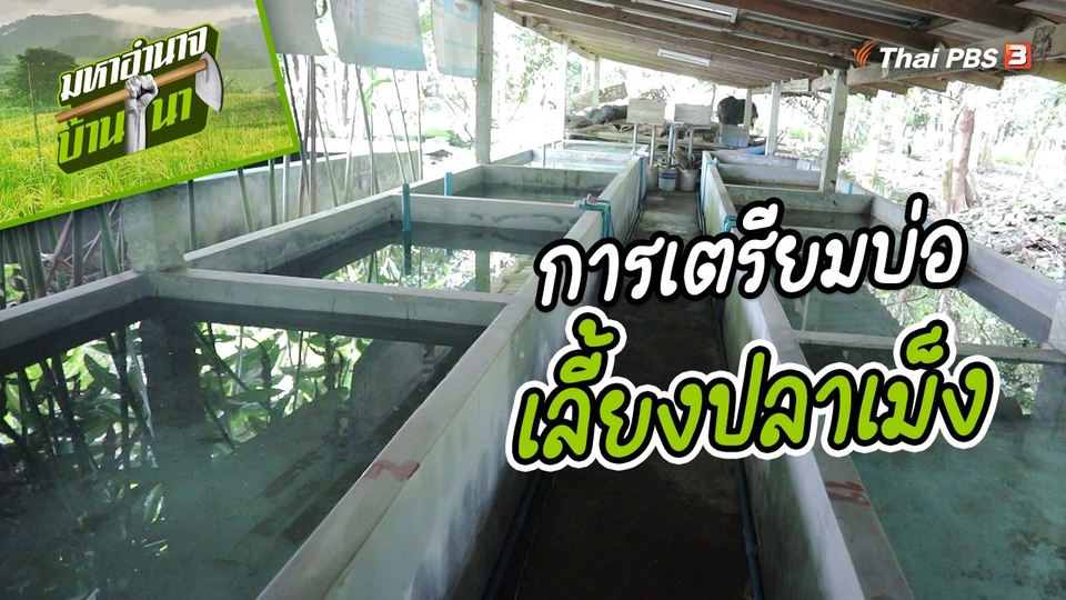 ​สูตรลับฉบับบ้านนา : การเตรียมบ่อสำหรับเลี้ยงปลาเม็ง