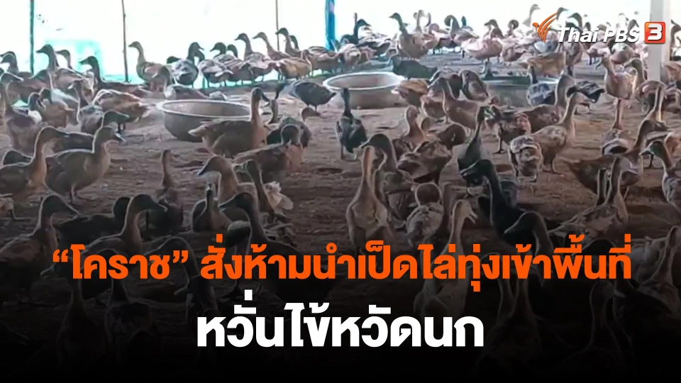 ​"โคราช" สั่งห้ามนำเป็ดไล่ทุ่งเข้าพื้นที่ หวั่นไข้หวัดนก