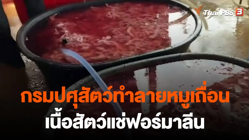 ​กรมปศุสัตว์ทำลายหมูเถื่อน-เนื้อสัตว์แช่ฟอร์มาลีน