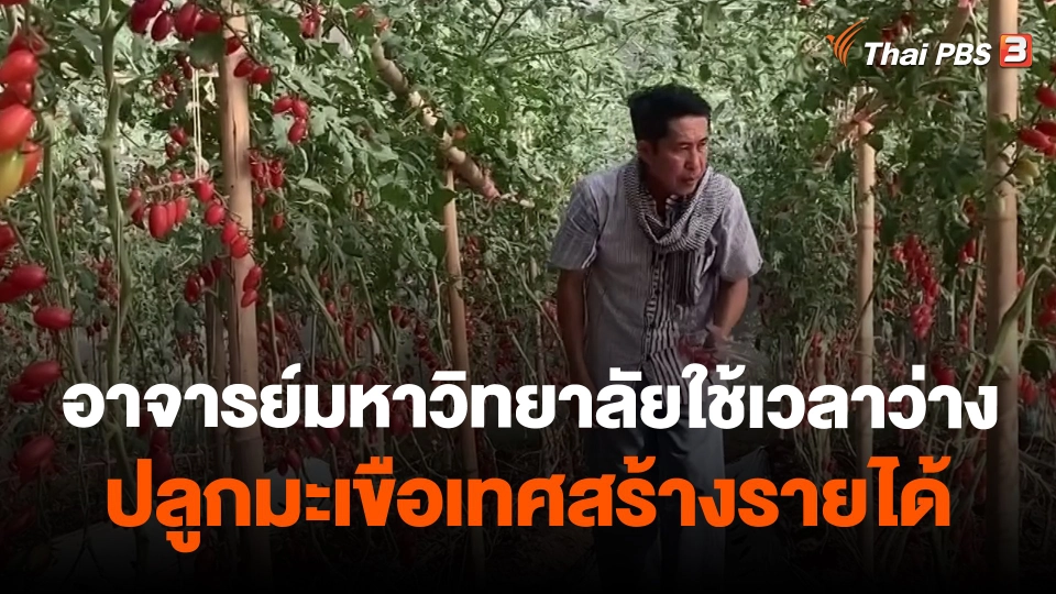 ​อาจารย์มหาวิทยาลัยใช้เวลาว่างปลูกมะเขือเทศสร้างรายได้