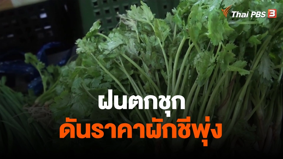 ​ฝนตกชุกดันราคาผักชีพุ่ง