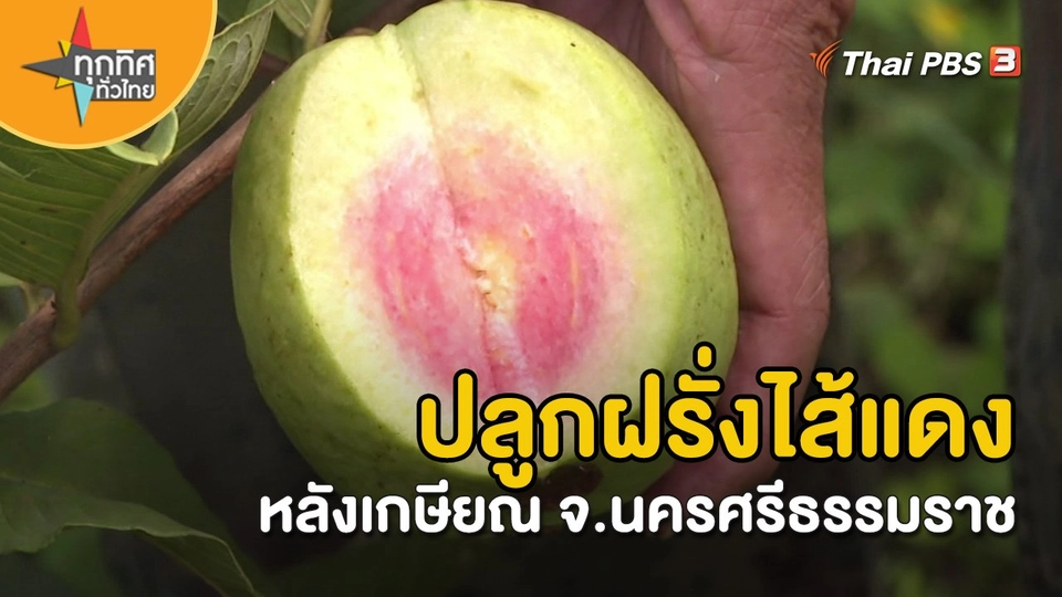 อาชีพทั่วไทย : ปลูกฝรั่งไส้แดงหลังเกษียณ จ.นครศรีธรรมราช
