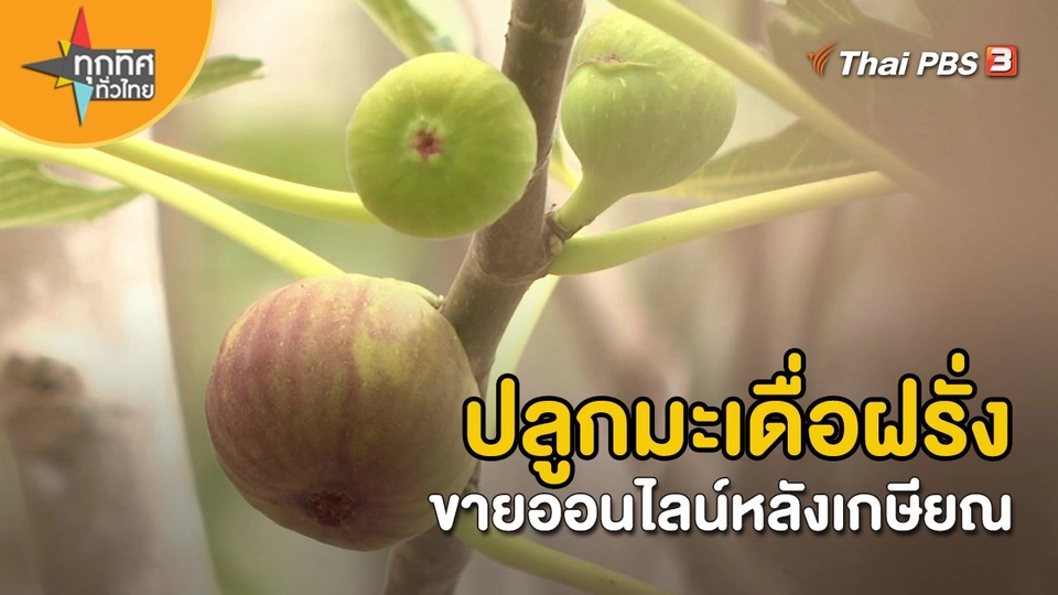 อาชีพทั่วไทย : ปลูกมะเดื่อฝรั่งขายออนไลน์หลังเกษียณ กรุงเทพมหานคร