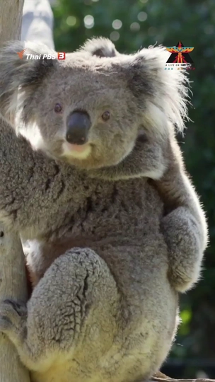 "โคอาลา" ไม่ใช่หมี?