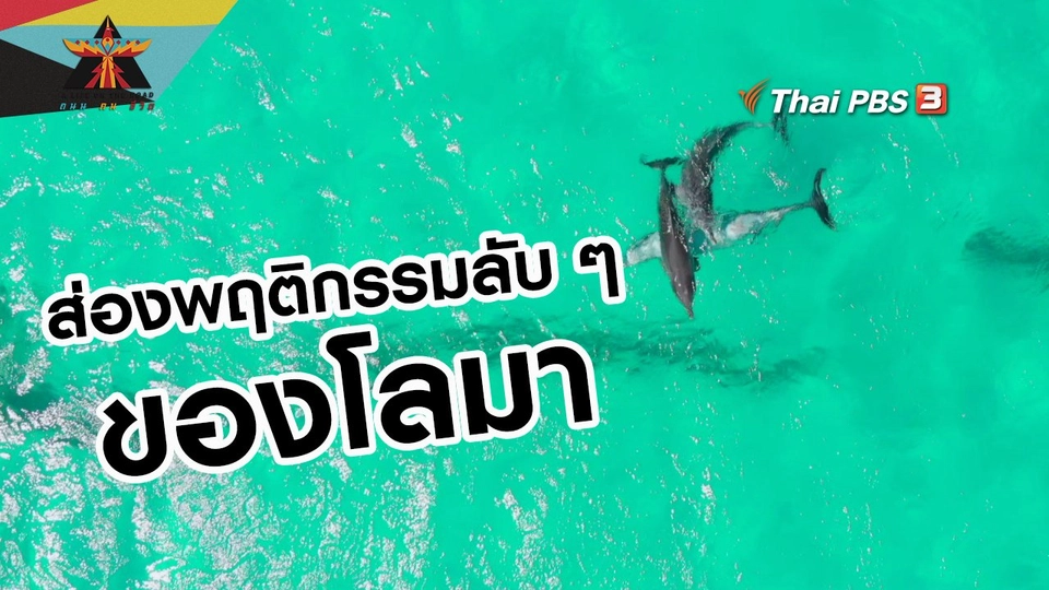 เรื่องเล่าการเดินทาง : ส่องพฤติกรรมลับ ๆ ของโลมา