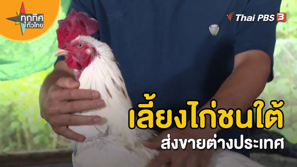 อาชีพทั่วไทย : เลี้ยงไก่ชนใต้ส่งขายต่างประเทศ จ.นครศรีธรรมราช
