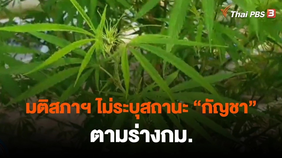 ​มติสภาฯ ไม่ระบุสถานะ "กัญชา" ตามร่างกม.