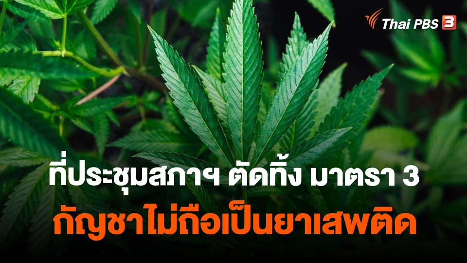 ​ที่ประชุมสภาฯ ตัดทิ้ง มาตรา 3 กัญชาไม่ถือเป็นยาเสพติด