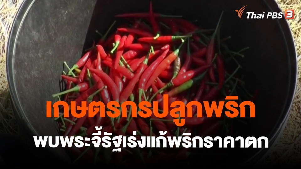​กิน อยู่ รู้ รอบ : เกษตรกรปลูกพริกพบพระจี้รัฐเร่งแก้พริกราคาตก