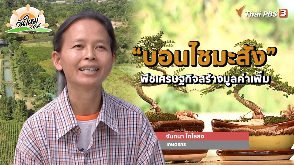​พอดีพอเพียง : “บอนไซมะสัง” พืชเศรษฐกิจสร้างมูลค่าเพิ่ม