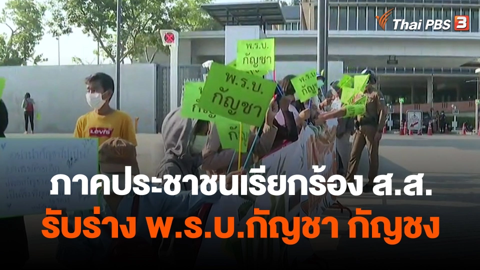 ​ภาคประชาชนเรียกร้อง ส.ส.รับร่าง พ.ร.บ.กัญชา กัญชง