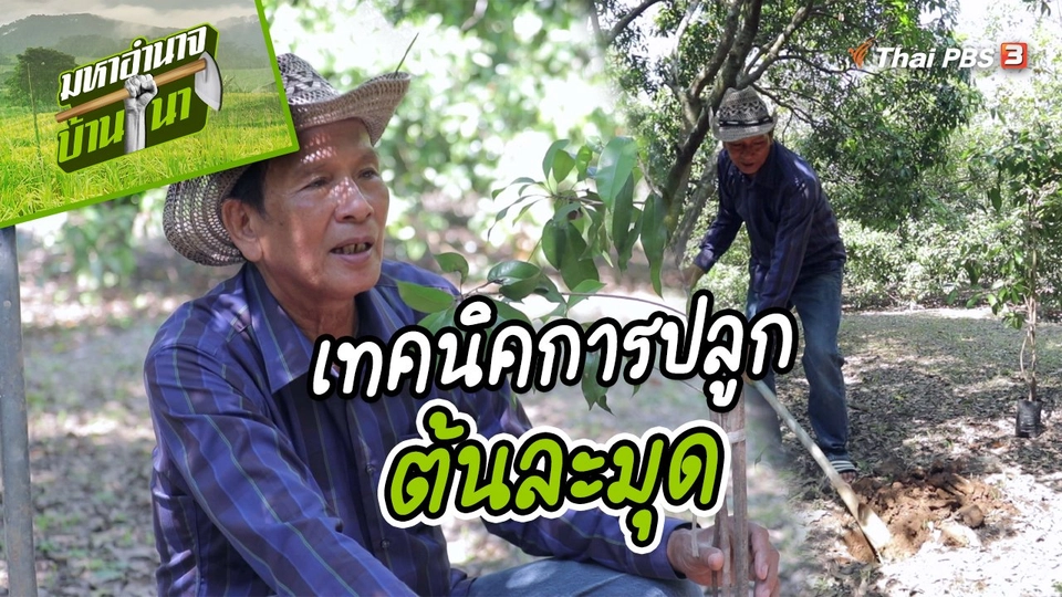 สูตรลับฉบับบ้านนา : เทคนิคการปลูกต้นละมุด