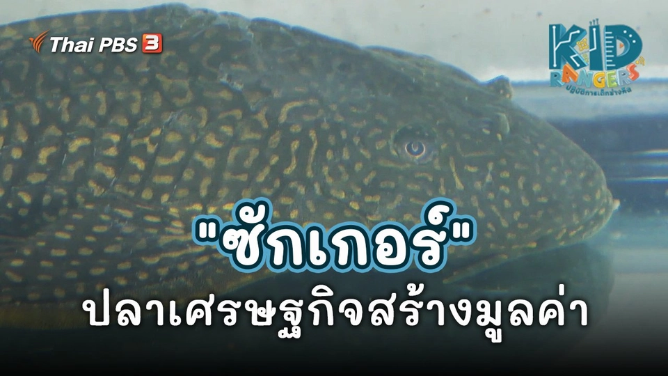 ​คิดส์เรียนรู้ : "ซักเกอร์" ปลาเศรษฐกิจสร้างมูลค่า